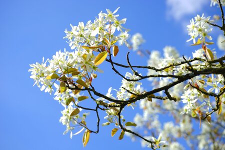 Blütenmeer spring tree photo