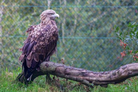 Hawk Bird Of Prey Free Photo photo