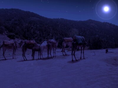 Animal camel desert photo