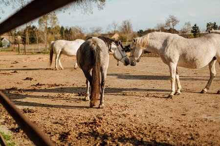 Animals countryside farmland photo