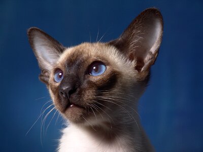 Cat baby kitten blue eye photo