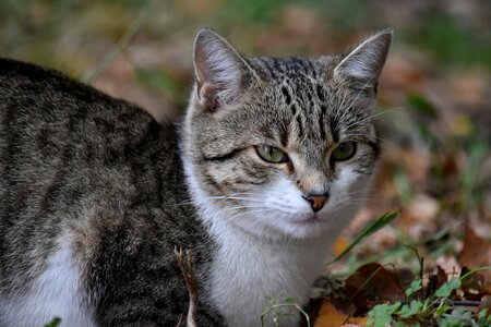 Autumn Season curiosity domestic cat photo