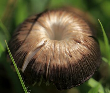 Biology brown daylight photo