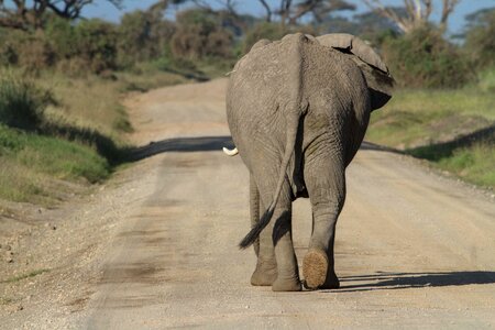 Big five elephant kenya photo