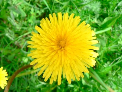 Array blossoming dandelion photo