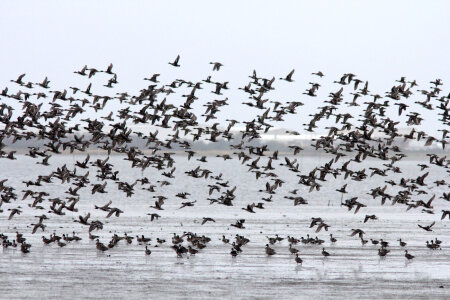 American Wigeons and Northern Pintails in flight photo