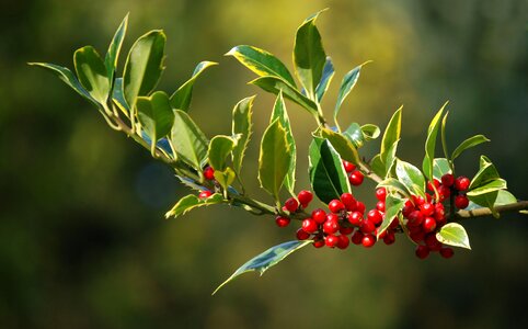 Leaves plant natural