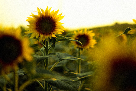 Field of Sunflowers photo