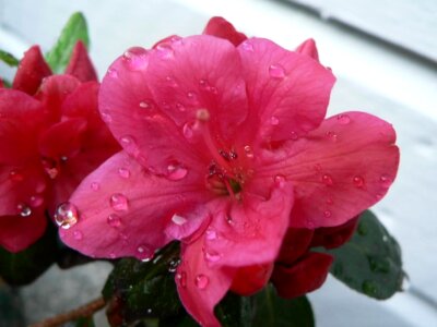 Azalea bloom japanese