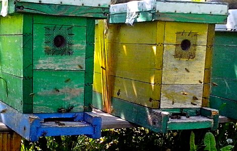 Around beehive 
