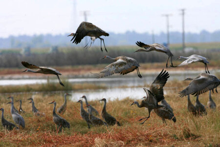 Sandhill cranes-1 photo