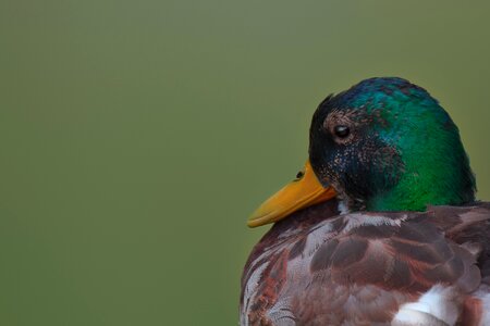 Plumage bird animal