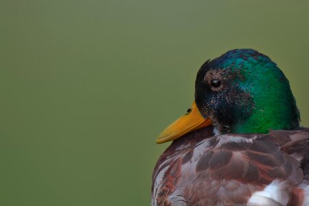 Plumage bird animal photo