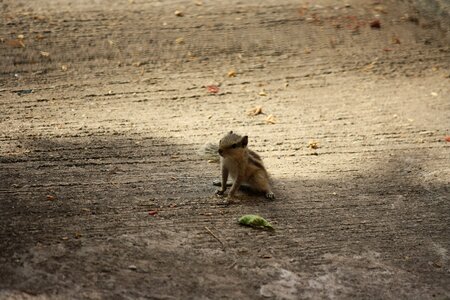 Alone wildlife mammal