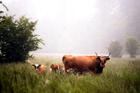 Animals buffalo buffalo grass