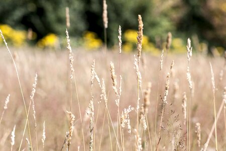 Countryside dry environment