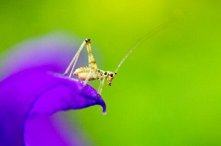 Macro summer purple flower