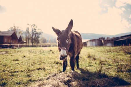 Farm barn grass photo