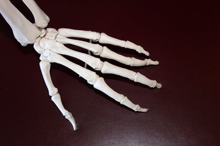 Anatomy joint skeletal photo