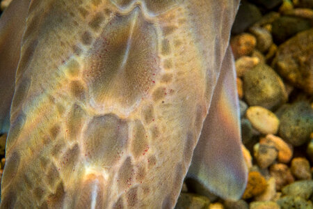 Pallid Sturgeon-1