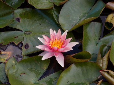 Plant lily bloom