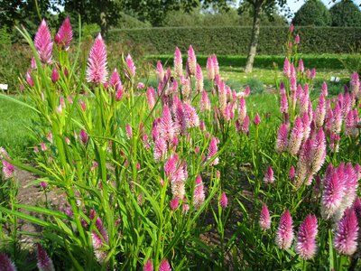 Summer pink garden photo