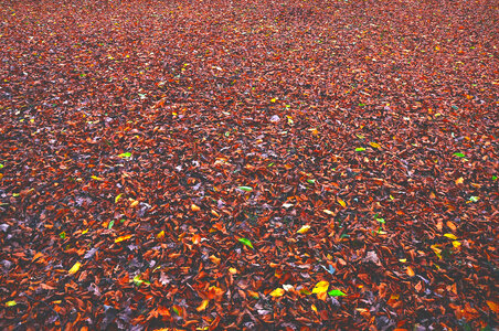 Autumn forest floor photo