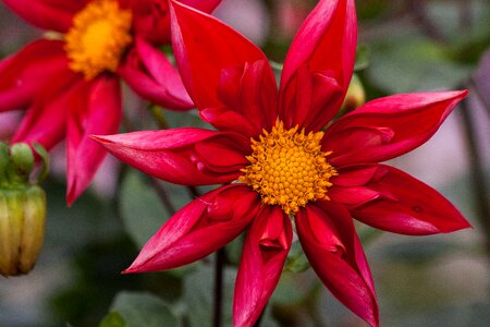 Plant composites red