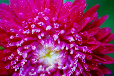 Spring summer floral