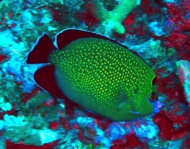 Angelfish  