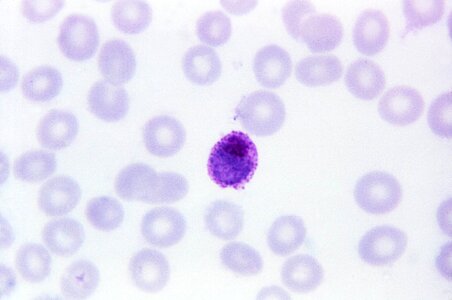 Magnitude morphology parasit