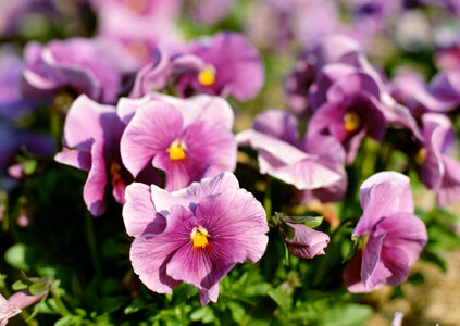 Pink flower in garden photo