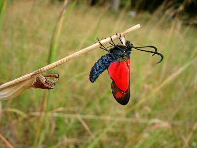 Nature summer red