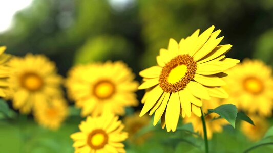 Agriculture beautiful beautiful flowers