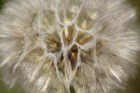 Blowball in detail photo