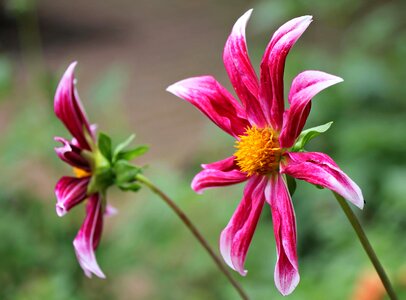 Beautiful beautiful flowers beautiful photo photo