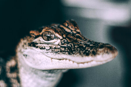 Baby Alligator Closeup macro