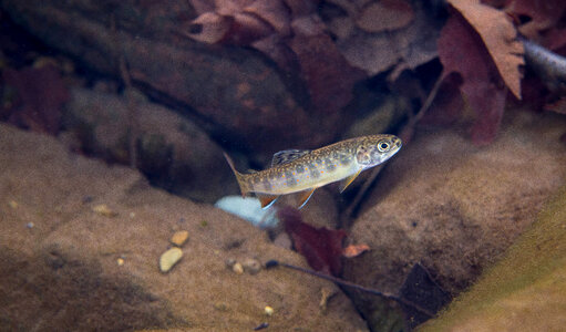 Brook Trout juvenile photo