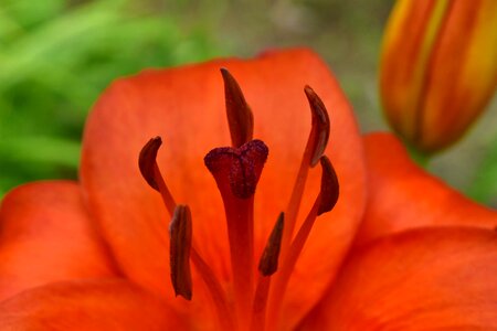 Ecology lily nectar photo