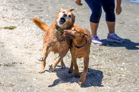 Two Dogs playing