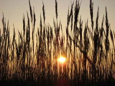 Grasses sunset backlighting photo