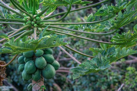 Branch dark green exotic photo