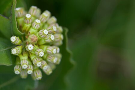 Asclepias Syriaca beautiful photo blossoming