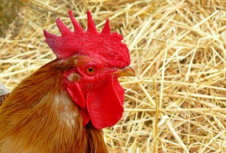 Gockel poultry farm