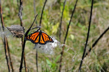 Blossoming bug butterfly