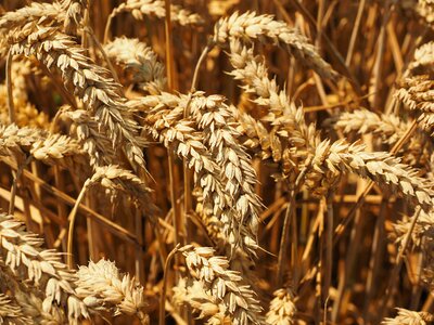 Grain field wheat field