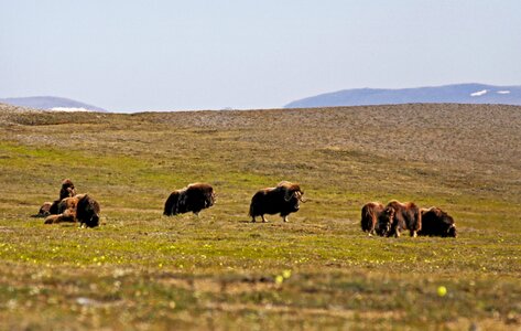 muskox lazily graze in the Kakagrak Hills