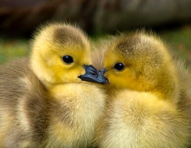 Young yellow goslings photo
