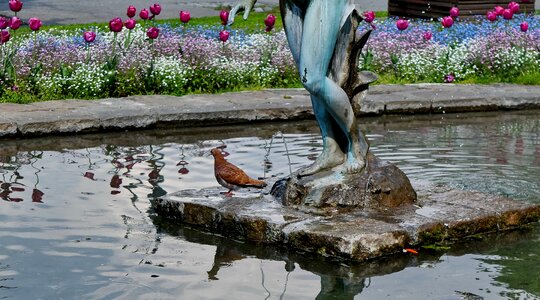 Fountain garden pigeon photo