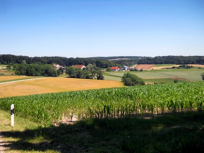 Rural corn field